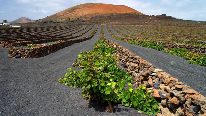 Lanzarote Vineyard