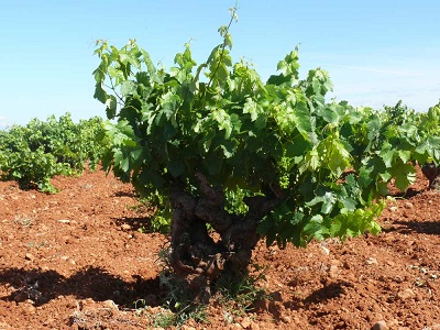 Viñedo Vinos de Madrid