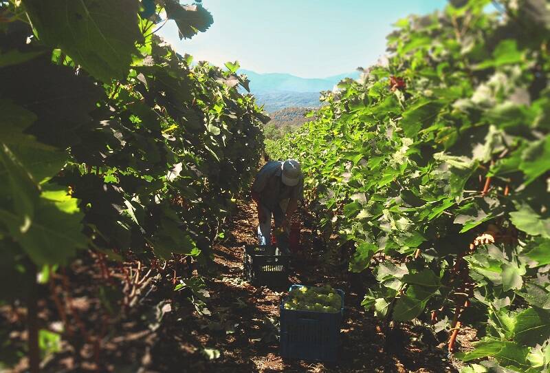 Viticultor recolectando uva