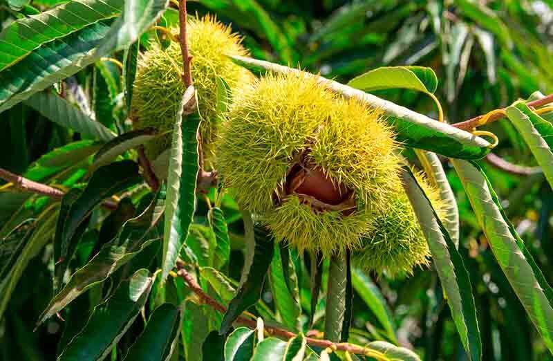 Flor de donde fructifica la castaña