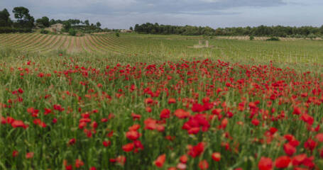 Campo de flores frente a Mas de Torubio Viticultores