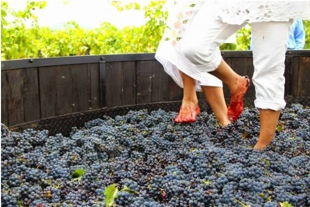 Vendimia - Pisada de uva en una bodega