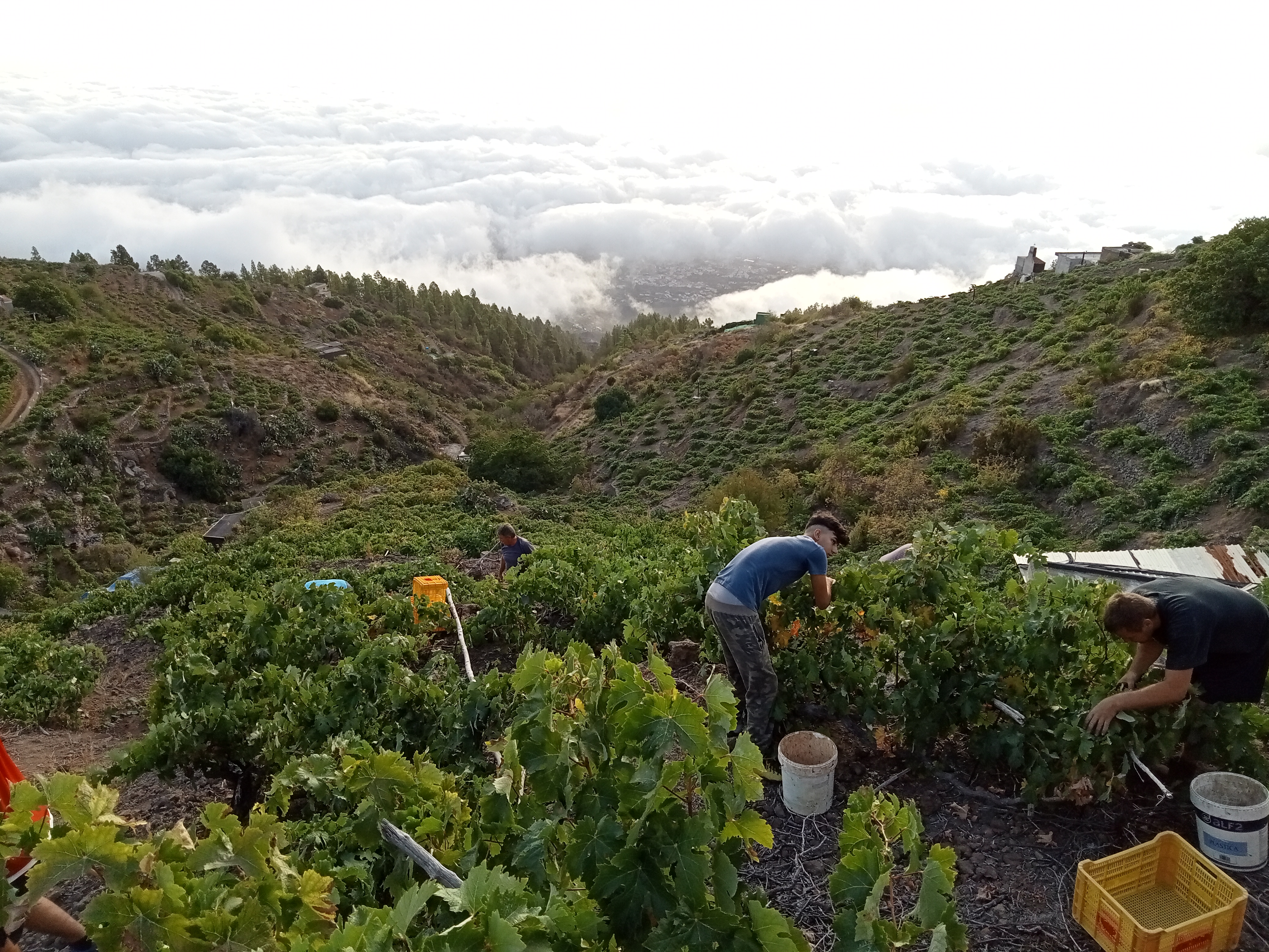 Vendimia en viñedo Los Pelados, D.O. Valle de Güimar