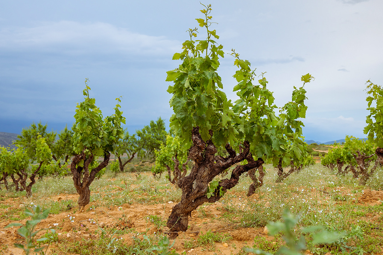 Viñedo de Javi Revert