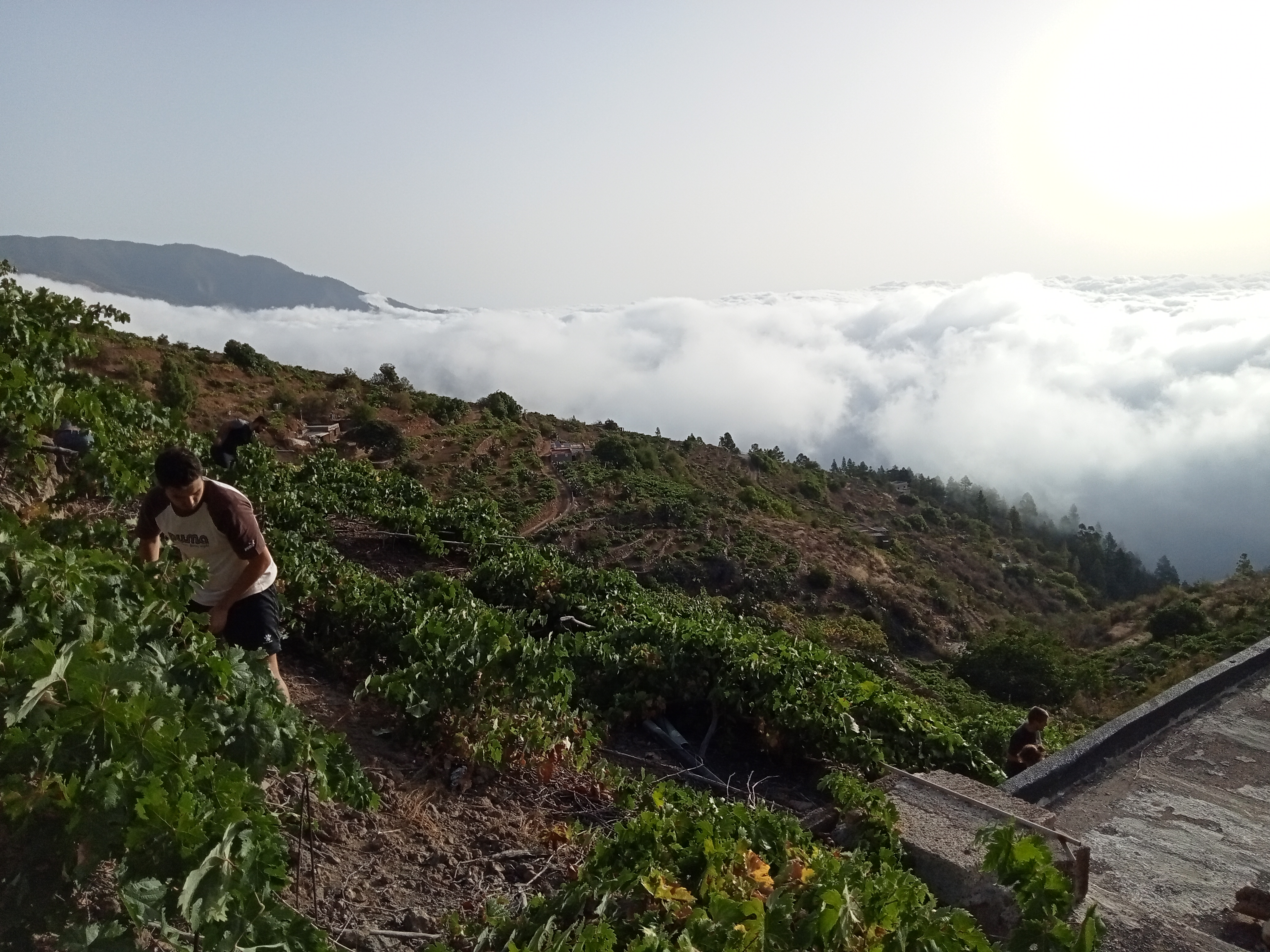 Vendimia en viñedo Los Pelados, D.O. Valle de Güimar