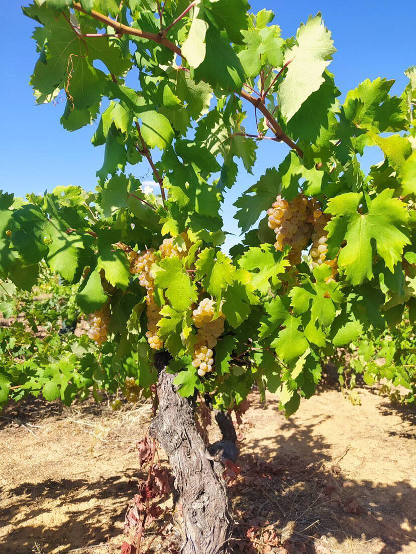 Viñedo del nominado Vino Revelación - Territorio Luthier