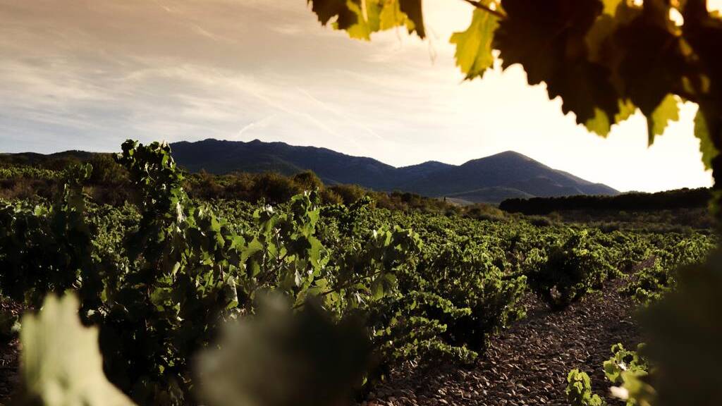 Vino revelacion Mas de Mancuso Carinena 2019