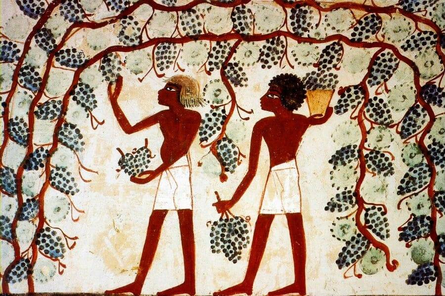 Pintura egipcia que representa el momento de la vendimia.