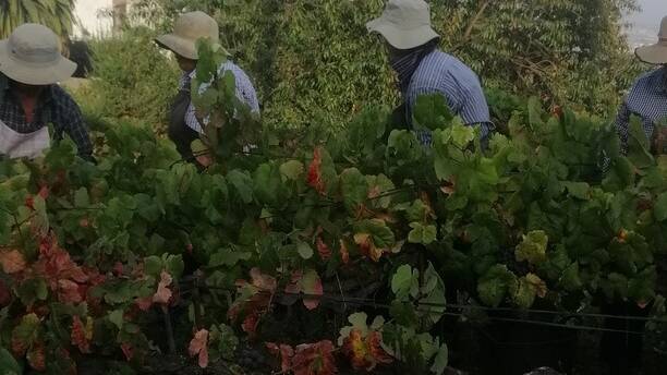Los vinos de la bodega son el resultado de un gran trabajo en equipo de los trabajadores.