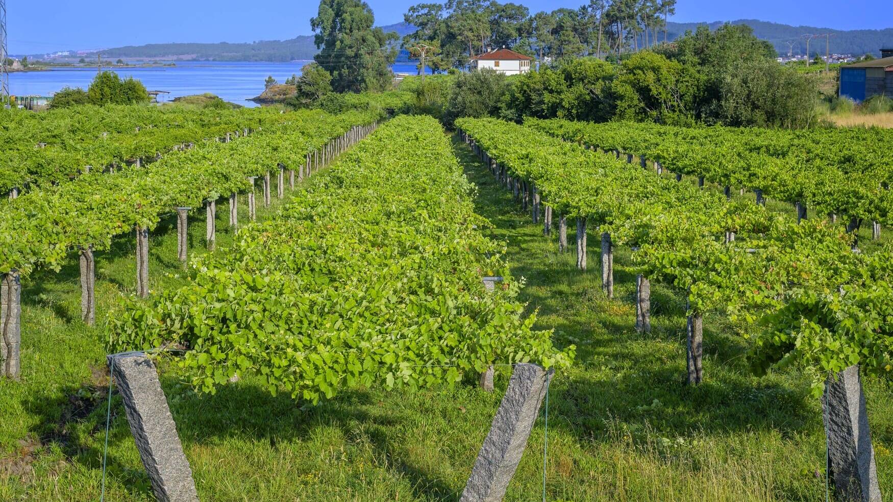 El viñedo ha sido decisivo en la elaboración y puntuación el vino.