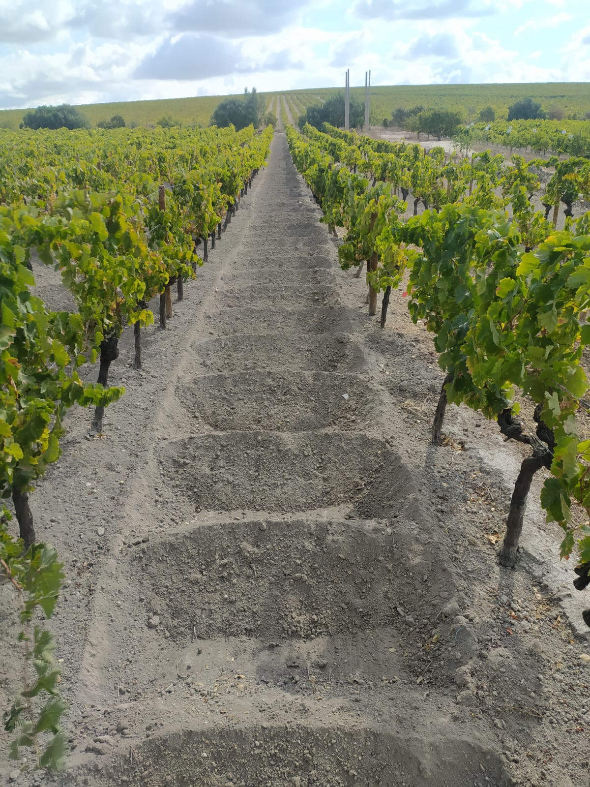 Vi&ntilde;a La Zarzuela ha recuperado t&eacute;cnicas tradicionales como el aserpiado, lo que aparece en la imagen.