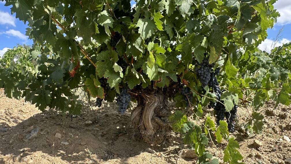 Se seleccionaron 1857 cepas viejas, como la de la imagen, y fue esta selecci&oacute;n de plantas la que marc&oacute; la proporci&oacute;n final del vino.