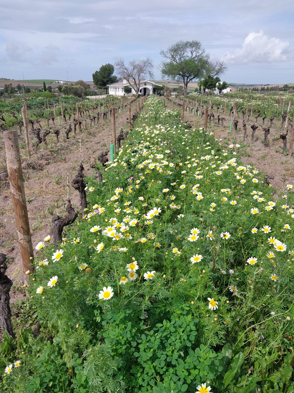 El manejo en vi&ntilde;edo re&uacute;ne todas las tendencias actuales de respeto por la vi&ntilde;a como el mantenimiento de cubierta vegetal espont&aacute;nea