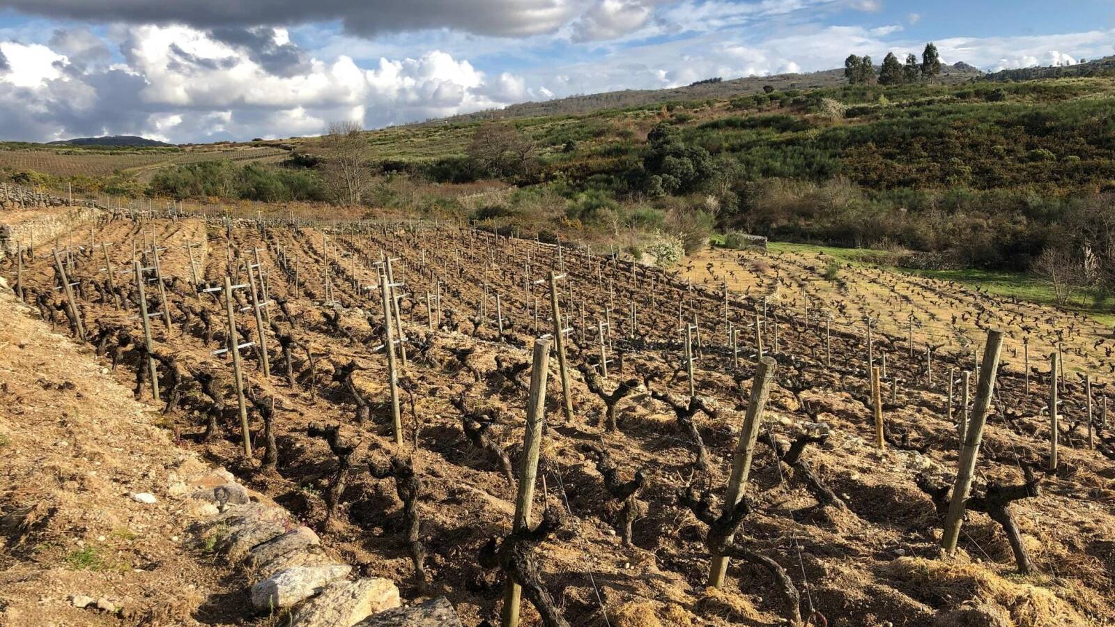 Imagen del viñedo de la bodega Rafael Palacios.