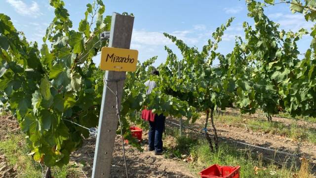 La uva mizancho cuenta con unas excelentes cualidades para su implantación en la zona de Castilla-La Mancha.