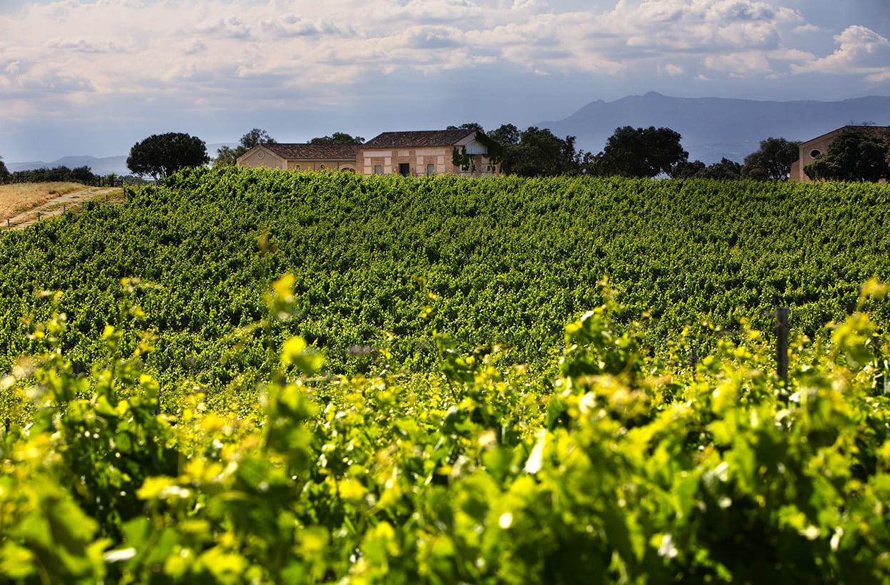 Imagen del viñedo de la bodega.