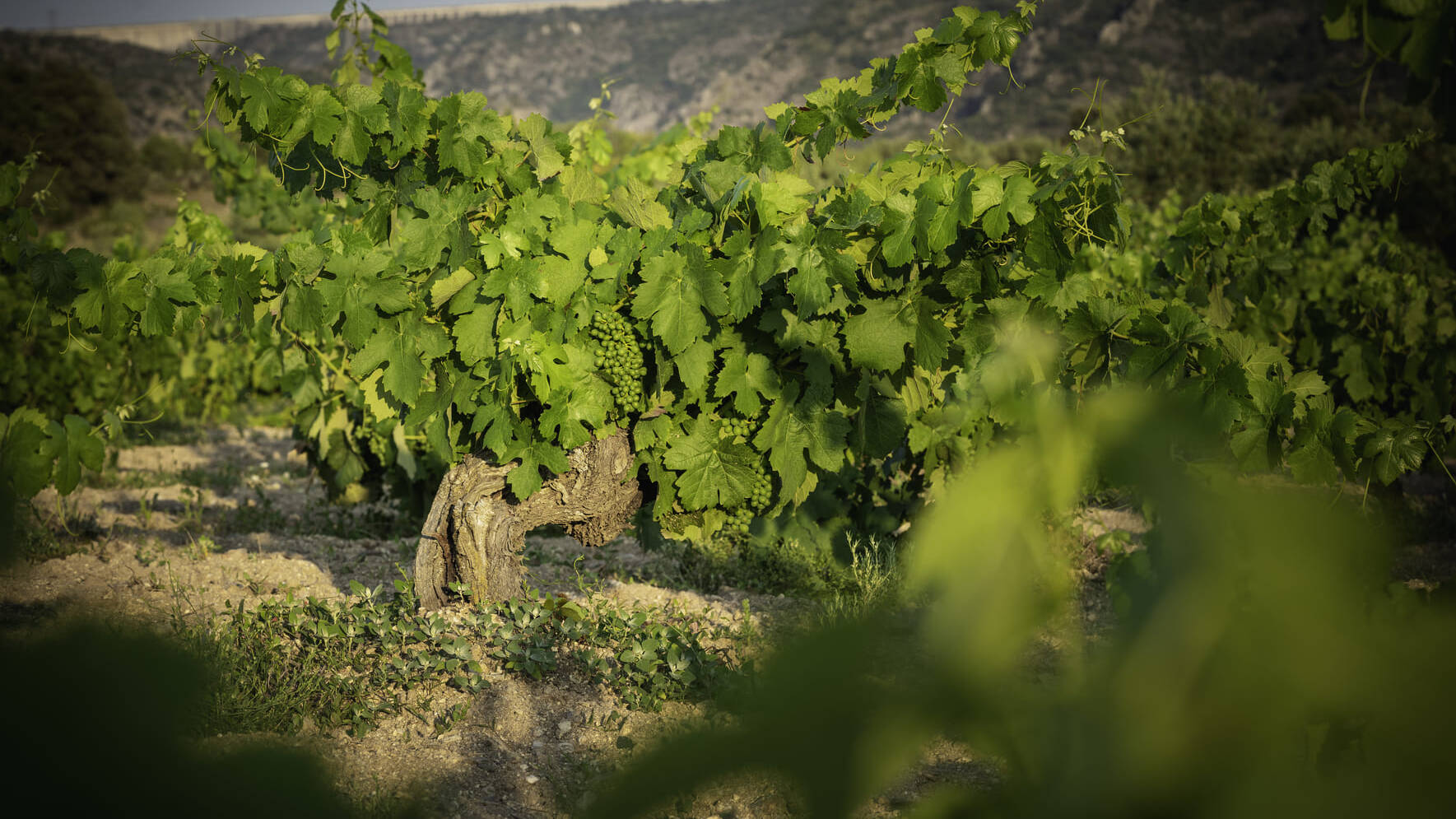 Este vino recupera la esencia de vinificar todas las uvas presentes en el vi&ntilde;edo arribe&ntilde;o