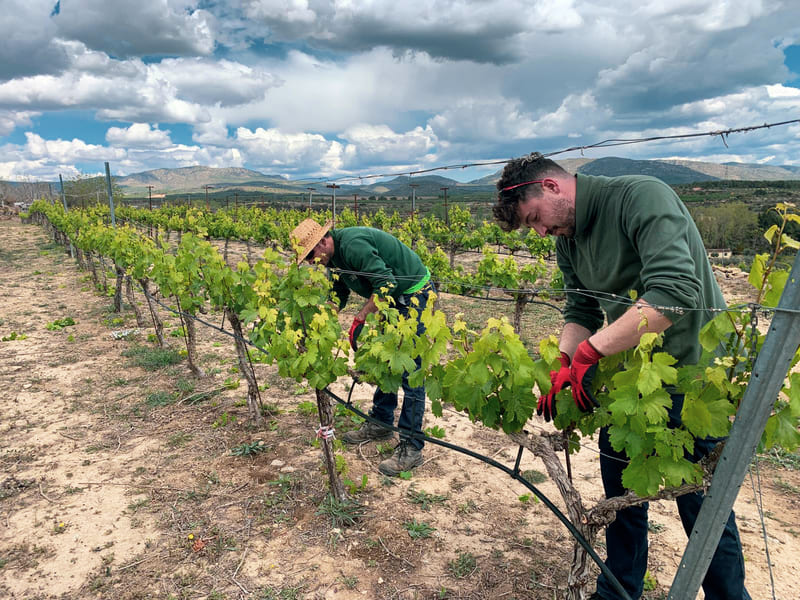 Vi&ntilde;edo La Tarihuela.