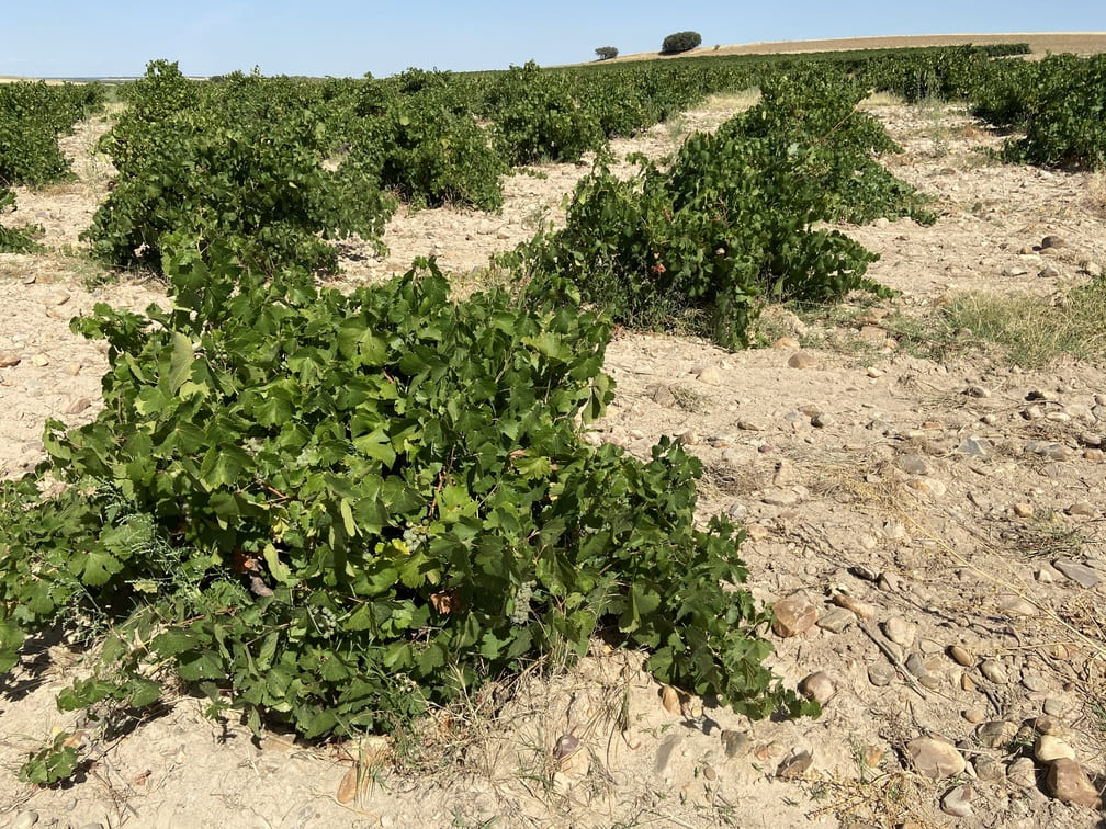 Imagen del viñedo Nieva (El Cuerno), viñas en vaso plantadas en el año 1942.