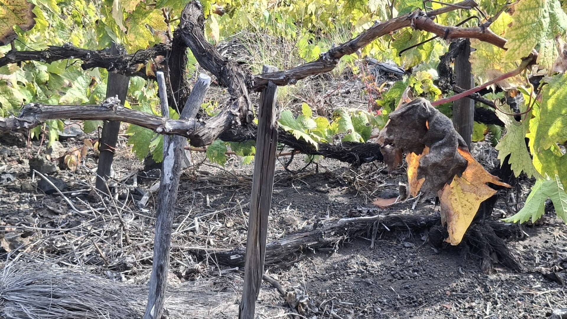 Procesos de elaboración artesanos de los viticultores de La Palma.