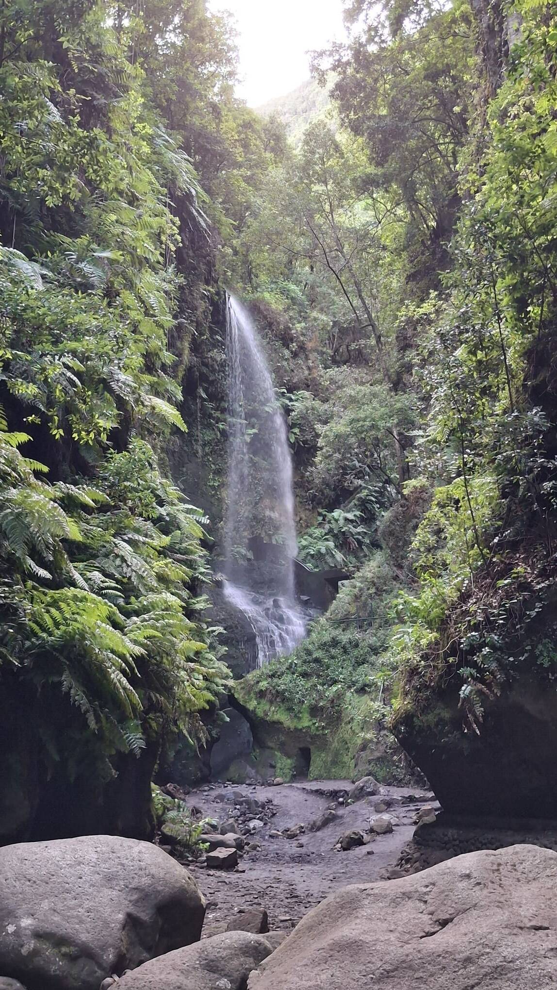 Bosque de Tilos al norte de la isla.