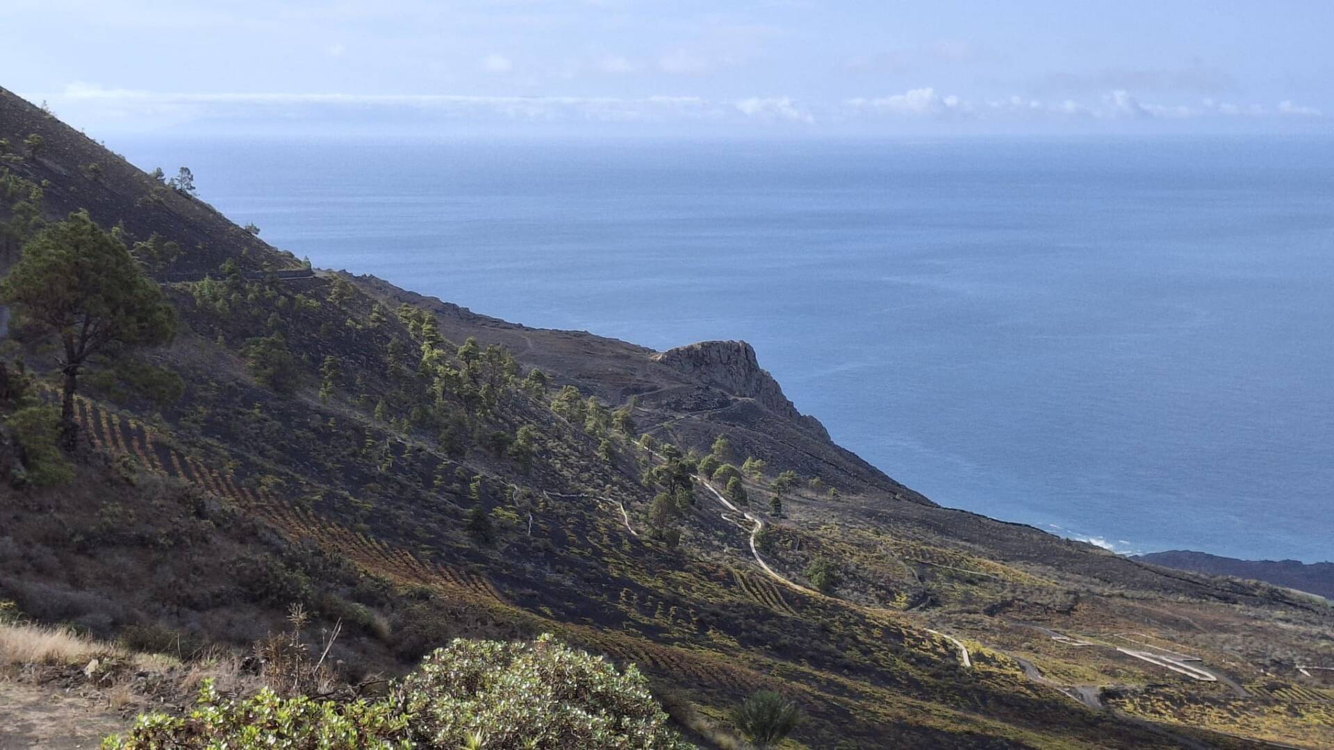Vista panorámica de viñedo de malvasía en Fuencaliente.