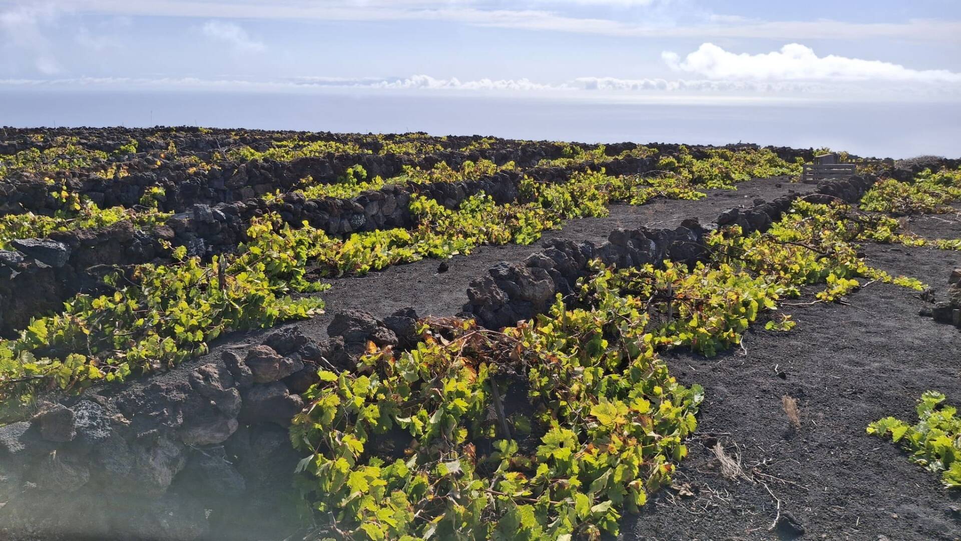 Vista panorámica de viñedo de malvasía en Fuencaliente.