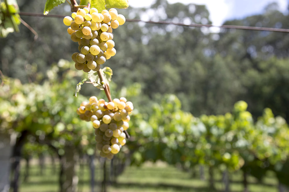 Uva de las viñas de Bodega La Caña de Rias Baixas.