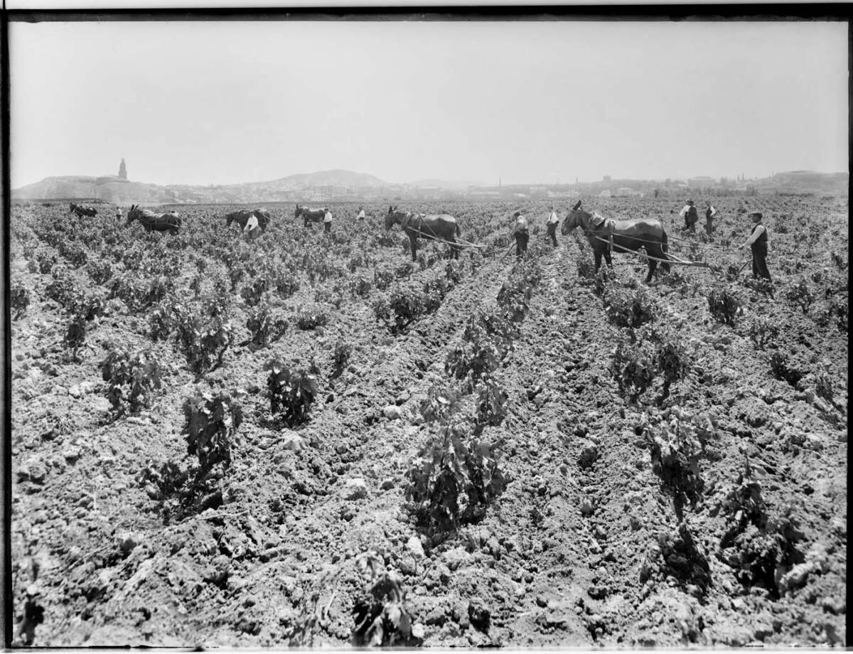 Trabajo con caballos en el viñedo.