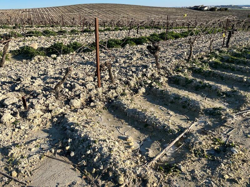 Imagen del aserpiado del vi&ntilde;edo de Jerez para retener el agua.