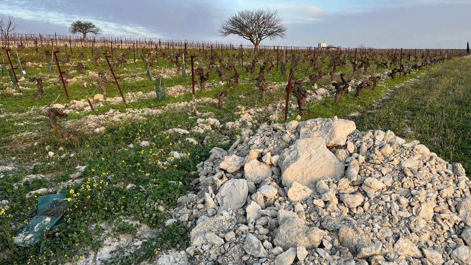 Imagen de vi&ntilde;edo.