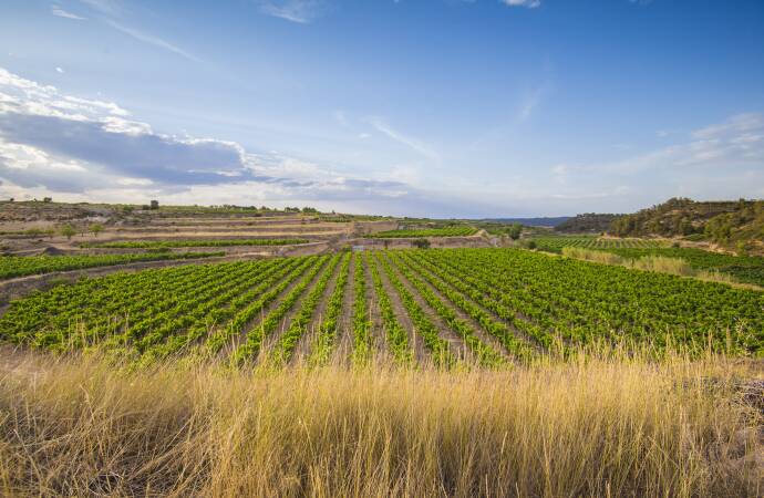 Image fields of Cellers Tarroné