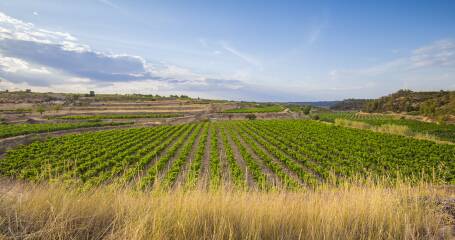Bildfelder von Cellers Tarroné