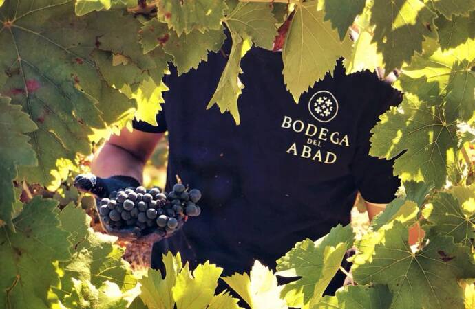 Bild der Weinberge der Bodega del Abad.