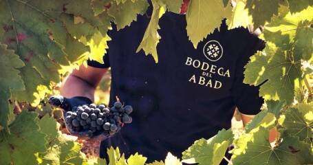 Image of the vineyards of Bodega del Abad.
