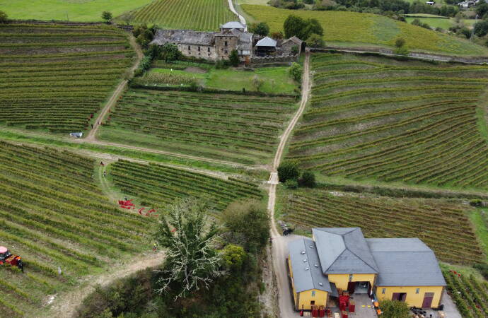 Imagen cenital de los viñedos de Siluvio.