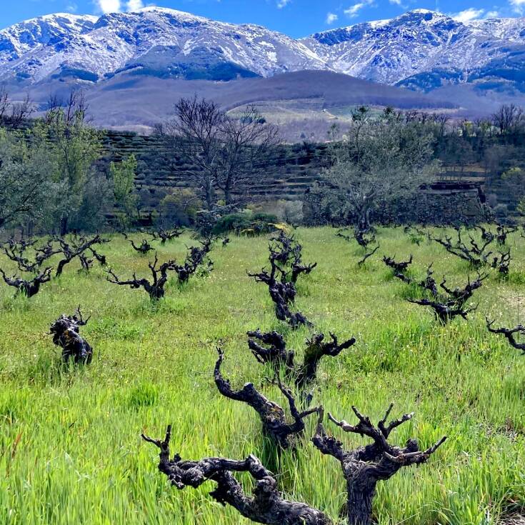 Imagen de los vi&ntilde;edos de la Bodega Gaia.