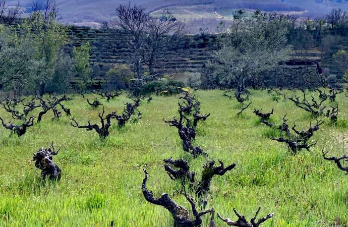 Imagen de los viñedos de la Bodega Gaia.