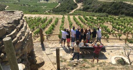 Imagen de los viñedos de Bodegas Loli Casado.