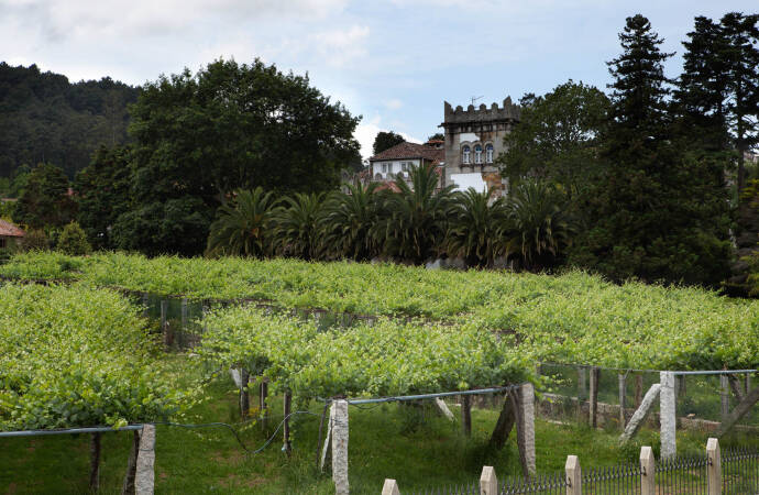Bild der Weinberge und der Außenanlagen der Weinkellerei Viña Cartin.