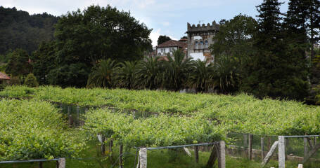 Bild der Weinberge und der Außenanlagen der Weinkellerei Viña Cartin.