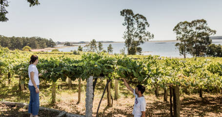 Imagen de los viñedos de la bodega Lagar de Costa.