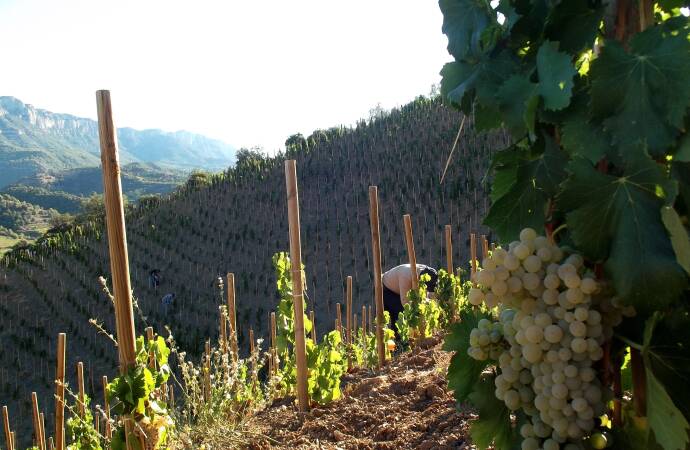 Image of the vineyards of the Mas Alta winery.