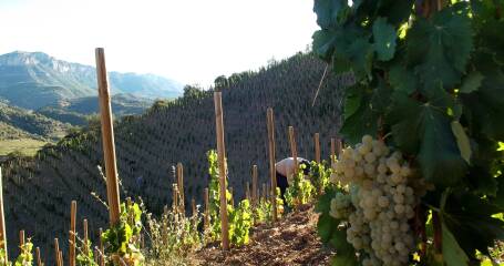 Imagen de los viñedos de la bodega Mas Alta.