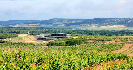 Vista panorámica de los viñedos.