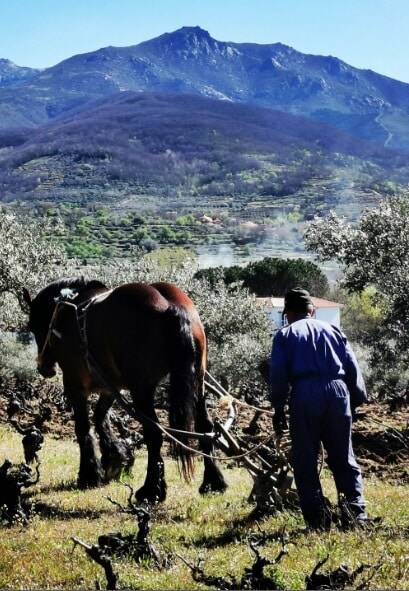 Imagen de los viñedos de Bodegas Gaia, trabajados por viticultores y caballos.