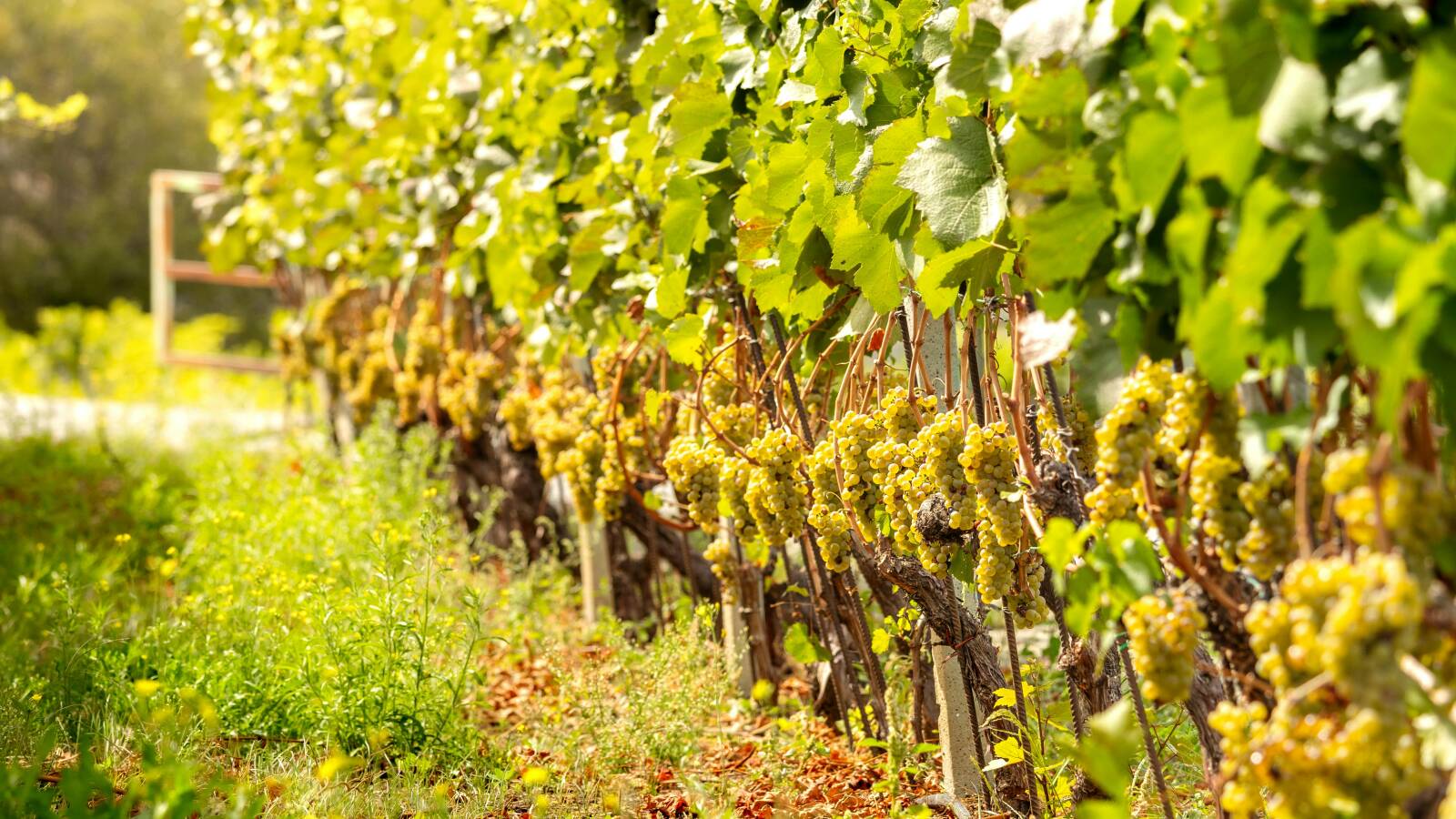 Terru&ntilde;o y terroir no son lo mismo