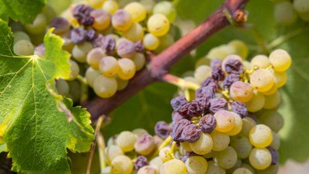 Racimo botritizado gris y noble.