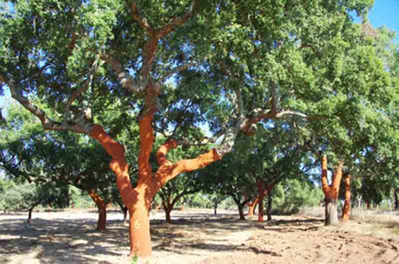Árbol del alcornoque.