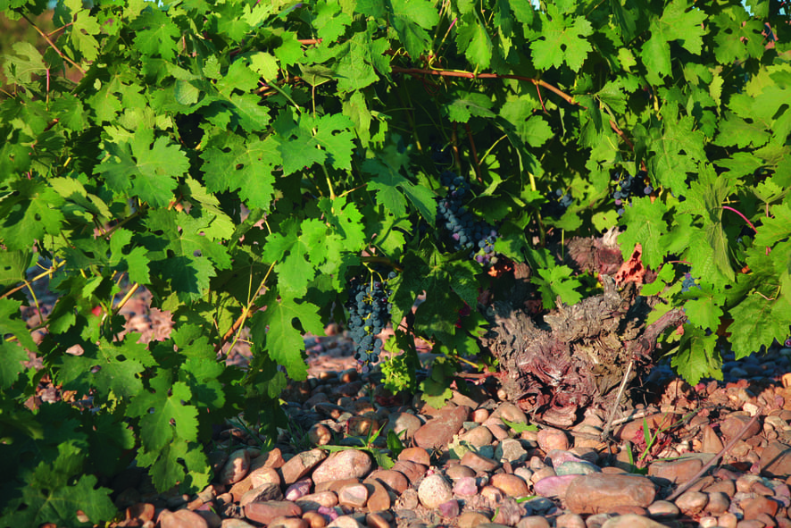 Cepa del viñedo La Jara.